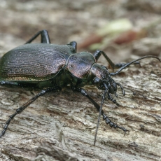 Žiaurusis puikiažygis - Calosoma inquisitor | Fotografas Gintautas Steiblys