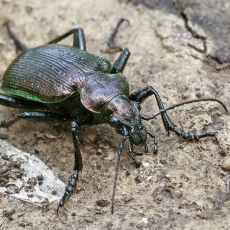 Žiaurusis puikiažygis - Calosoma inquisitor | Fotografas Gintautas Steiblys