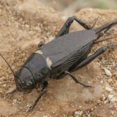 Dvidėmis svirplys - Gryllus bimaculatus ♀ | Fotografas Gintautas Steiblys