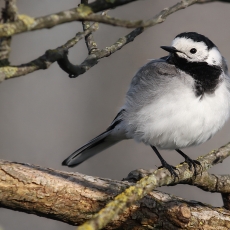 Baltoji kielė - Motacilla alba | Fotografas Gintautas Steiblys