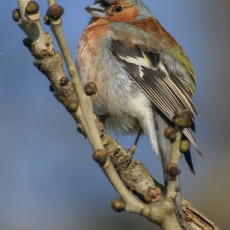 Paprastasis kikilis - Fringilla coelebs ♂ | Fotografas Gintautas Steiblys