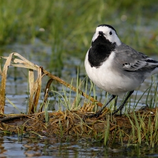 Baltoji kielė - Motacilla alba | Fotografas Gintautas Steiblys