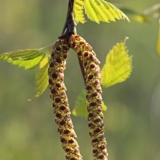 Karpotasis beržas - Betula pendula | Fotografas Gintautas Steiblys