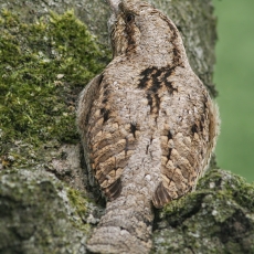 Eurazinė grąžiagalvė - Jynx torquilla | Fotografas Gintautas Steiblys