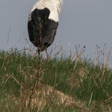 Baltasis gandras - Ciconia ciconia | Fotografas Gintautas Steiblys