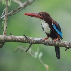 Raudonsnapis halcionas - Halcyon smyrnensis | Fotografas Gintautas Steiblys
