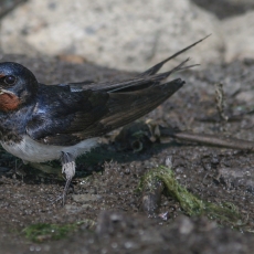 Šelmeninė kregždė - Hirundo rustica | Fotografas Gintautas Steiblys