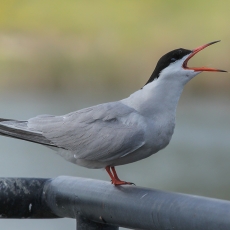 Upinė žuvėdra - Sterna hirundo | Fotografas Gintautas Steiblys