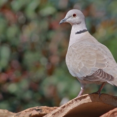 Pietinis purplelis - Streptopelia decaocto | Fotografas Gintautas Steiblys