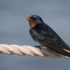 Šelmeninė kregždė - Hirundo rustica | Fotografas Gintautas Steiblys