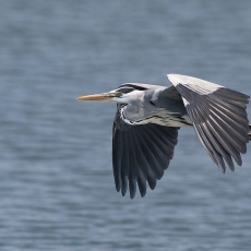 Pilkasis garnys - Ardea cinerea | Fotografas Gintautas Steiblys