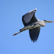 Pilkasis garnys - Ardea cinerea | Fotografas Gintautas Steiblys