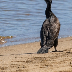 Didysis kormoranas - Phalacrocorax carbo | Fotografas Gintautas Steiblys