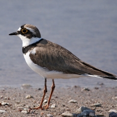 Upinis kirlikas - Thinornis dubius | Fotografas Gintautas Steiblys