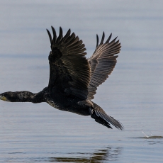 Didysis kormoranas - Phalacrocorax carbo | Fotografas Gintautas Steiblys