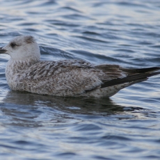 Sidabrinis kiras - Larus argentatus, juv. | Fotografas Gintautas Steiblys