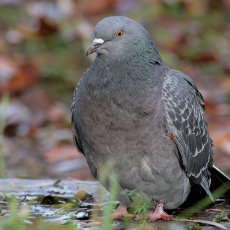 Naminis karvelis - Columba livia var. domestica | Fotografas Gintautas Steiblys