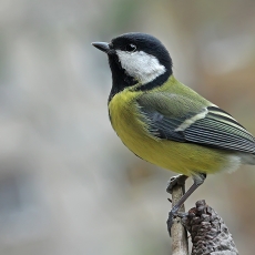 Didžioji zylė - Parus major | Fotografas Gintautas Steiblys