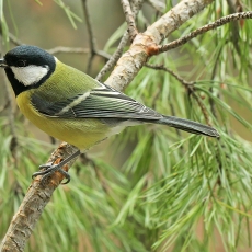 Didžioji zylė - Parus major | Fotografas Gintautas Steiblys