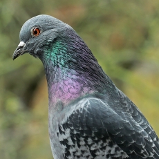 Naminis karvelis - Columba livia var. domestica | Fotografas Gintautas Steiblys