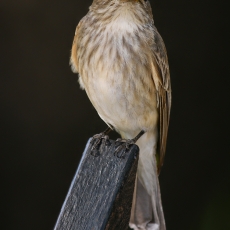 Pilkoji musinukė - Muscicapa striata | Fotografas Gintautas Steiblys