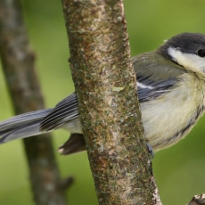 Didžioji zylė - Parus major, juv. | Fotografas Gintautas Steiblys