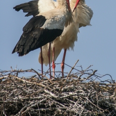 Baltieji gandrai - Ciconia ciconia | Fotografas Gintautas Steiblys