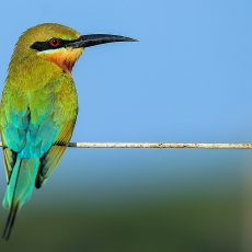 Mėlynuodegis bitininkas - Merops philippinus | Fotografas Gintautas Steiblys