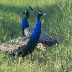 Paprastieji povai - Pavo cristatus | Fotografas Gintautas Steiblys