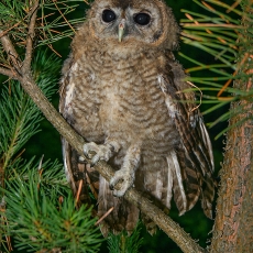 Naminė pelėda - Strix aluco, juv. | Fotografas Gintautas Steiblys