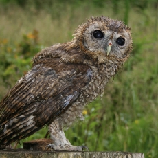 Naminė pelėda - Strix aluco, juv. | Fotografas Gintautas Steiblys