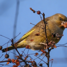 Europinė žaliukė - Chloris chloris | Fotografas Gintautas Steiblys