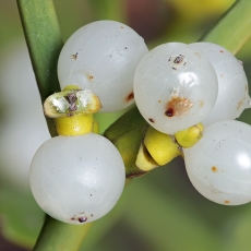 Paprastasis amalas - Viscum album | Fotografas Gintautas Steiblys