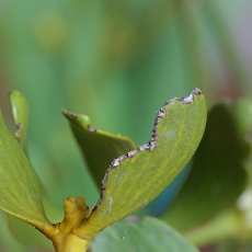 Paprastasis amalas - Viscum album | Fotografas Gintautas Steiblys