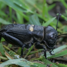 Dirvoninis svirplys - Gryllus campestris ♂ | Fotografas Gintautas Steiblys