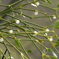 Paprastasis amalas - Viscum album | Fotografas Gintautas Steiblys