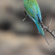Rytinis bitininkas - Merops orientalis | Fotografas Gintautas Steiblys
