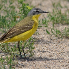 Geltonoji kielė - Motacilla flava | Fotografas Gintautas Steiblys