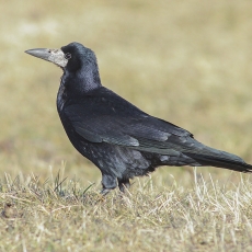 Paprastasis kovas - Corvus frugilegus | Fotografas Gintautas Steiblys