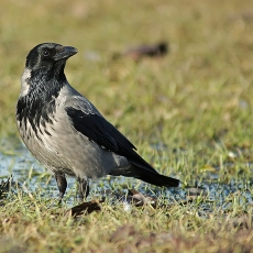 Pilkoji varna - Corvus cornix | Fotografas Gintautas Steiblys