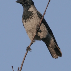 Pilkoji varna - Corvus cornix | Fotografas Gintautas Steiblys