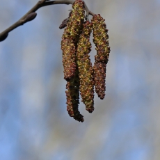 Baltalksnis - Alnus incana, vyriški žirginiai | Fotografas Gintautas Steiblys