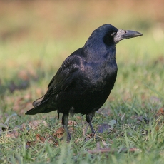 Paprastasis kovas - Corvus frugilegus | Fotografas Gintautas Steiblys