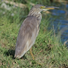 Mangrovinis kūdrinis garnys - Ardeola grayii | Fotografas Gintautas Steiblys