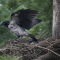 Pilkoji varna - Corvus cornix, juv. | Fotografas Gintautas Steiblys