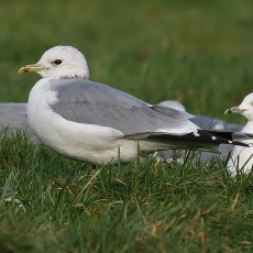 Paprastasis kiras - Larus canus | Fotografas Gintautas Steiblys