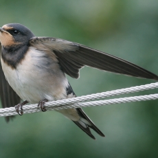 Šelmeninė kregždė - Hirundo rustica, juv. | Fotografas Gintautas Steiblys