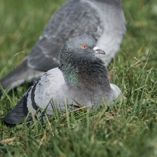 Naminis karvelis - Columba livia var. domestica | Fotografas Gintautas Steiblys
