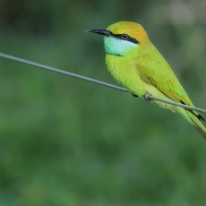 Rytinis bitininkas - Merops orientalis | Fotografas Gintautas Steiblys