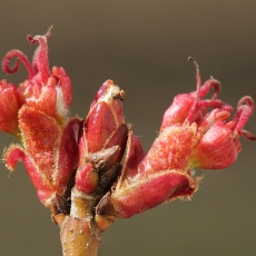 Sidabrinis klevas - Acer saccharinum | Fotografas Gintautas Steiblys